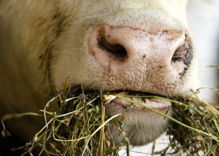 Can Cows Eat Oats