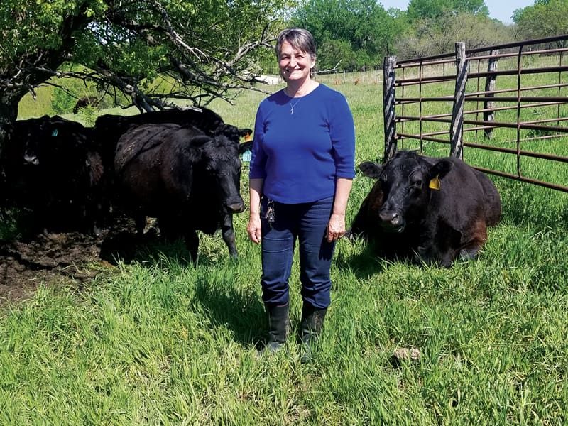 Can Cows Eat Okra Pods