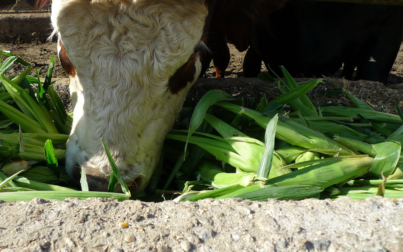 Can Cows Eat Okra