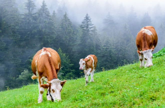 Can Cows Eat Persimmons