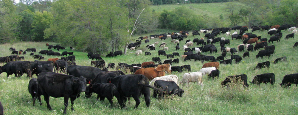 Can Cows Eat Pigweed