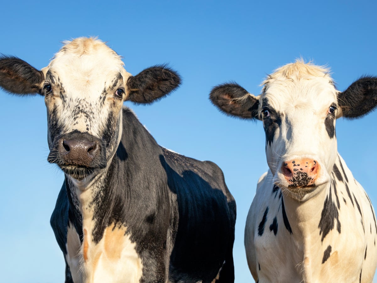 Can Cows Eat Potatoes