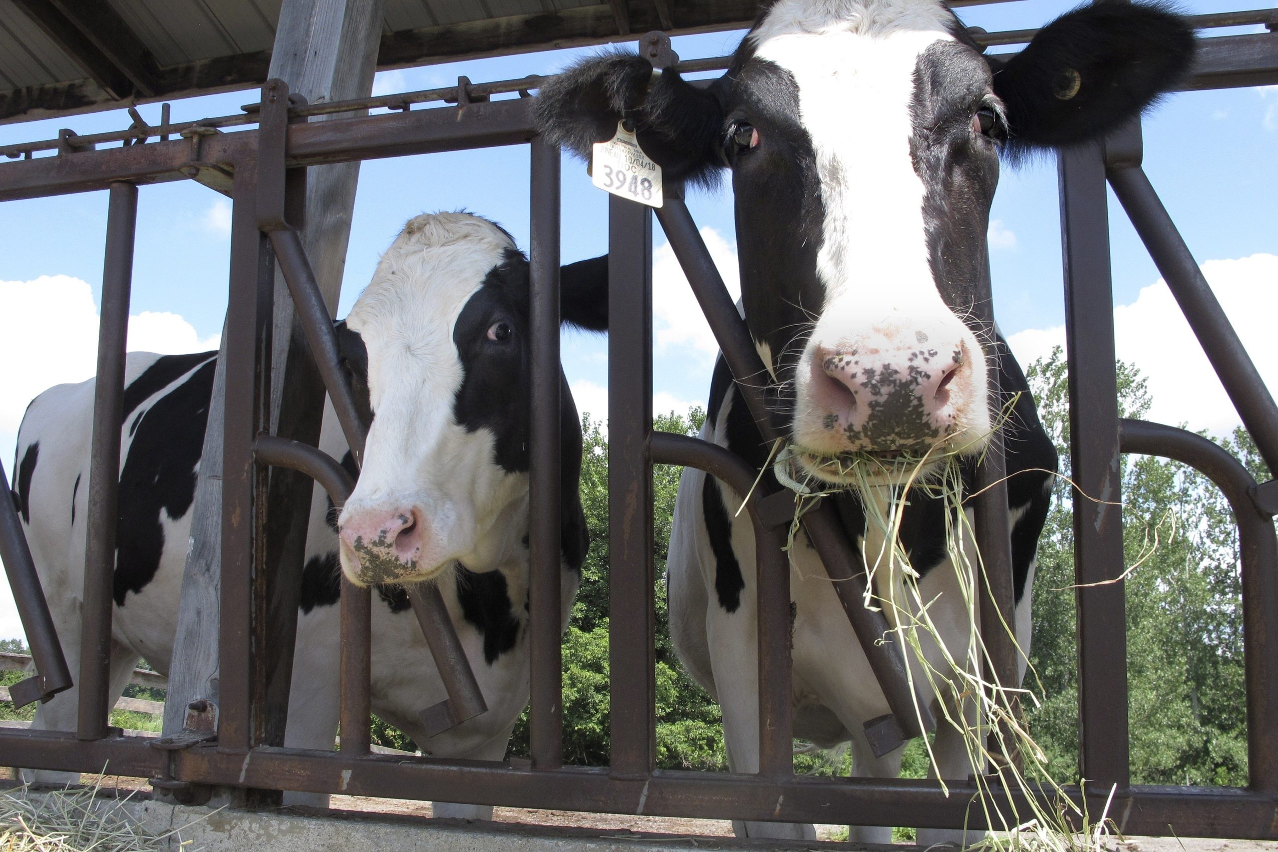 Can Cows Eat Pumpkins