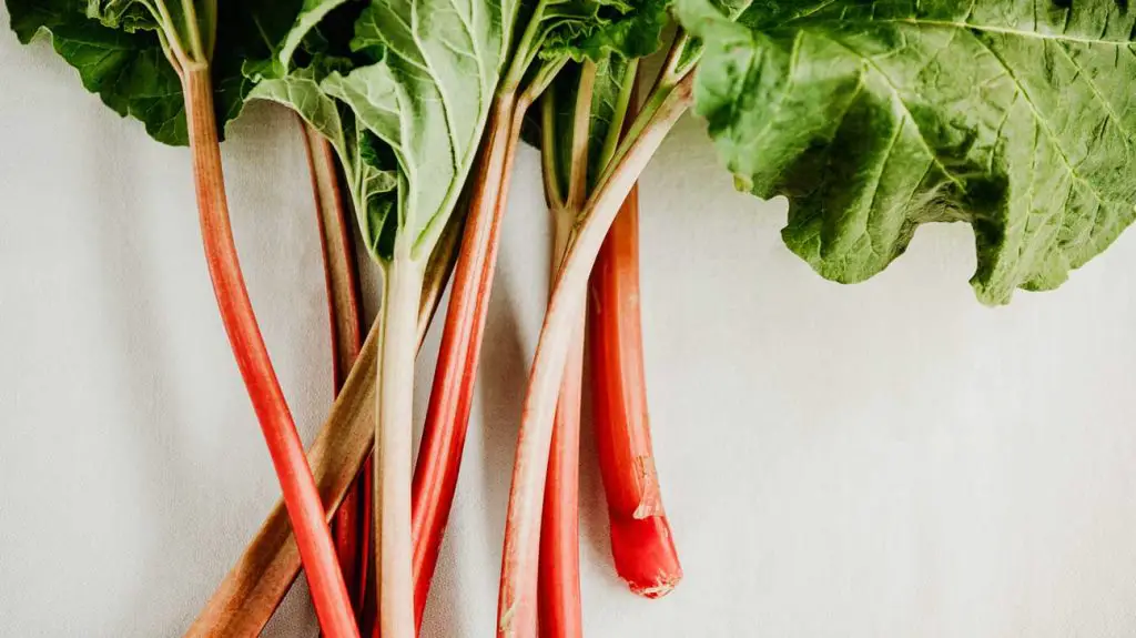 Can Cows Eat Rhubarb