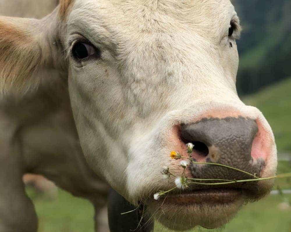 Can Cows Eat Sorghum