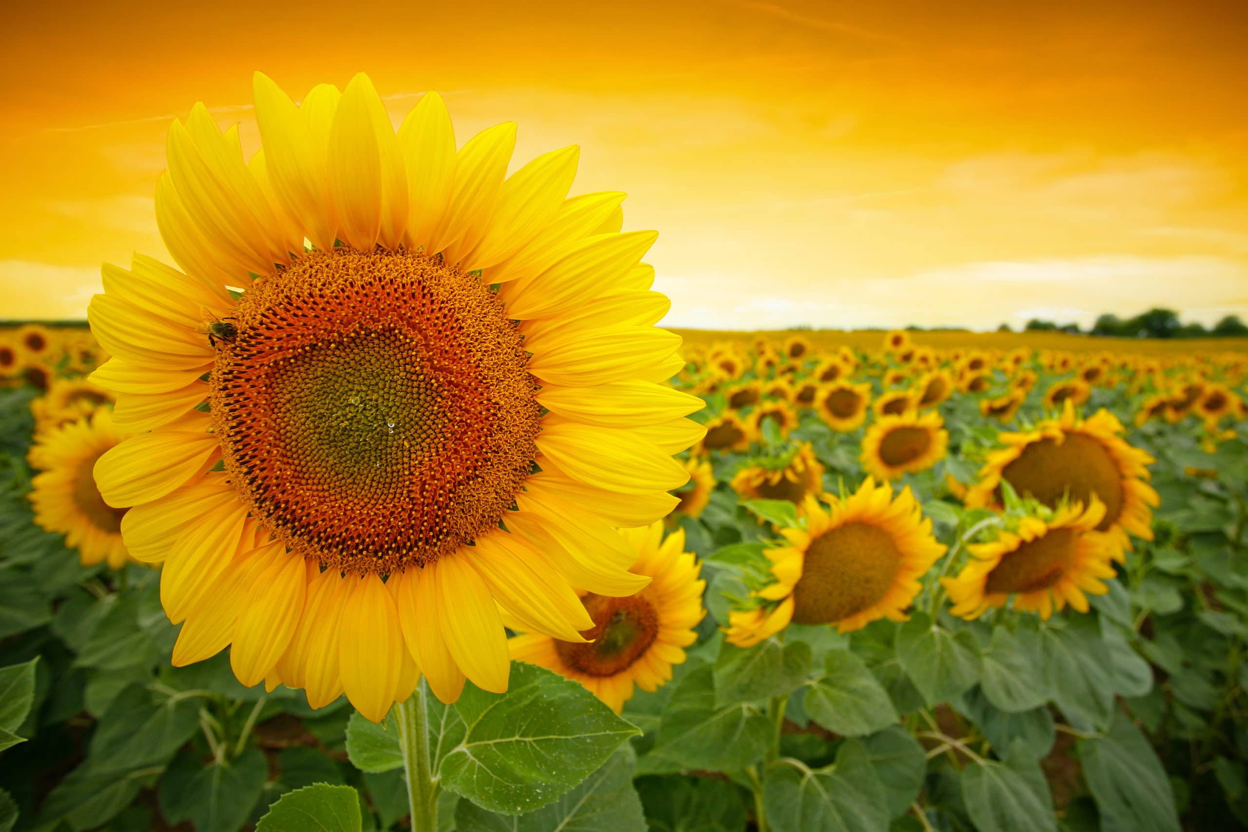 Can Cows Eat Sunflower Stalks