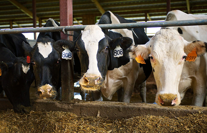 Can Cows Eat Sweet Feed