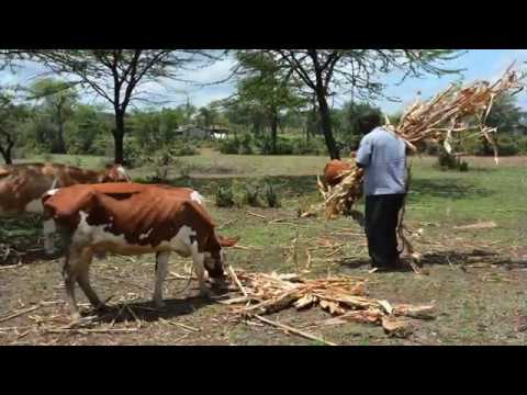 Can Cows Eat Sweet Potatoes