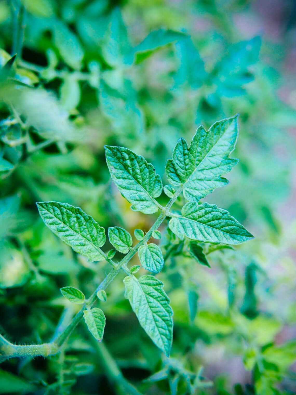 Can Cows Eat Tomato Plants