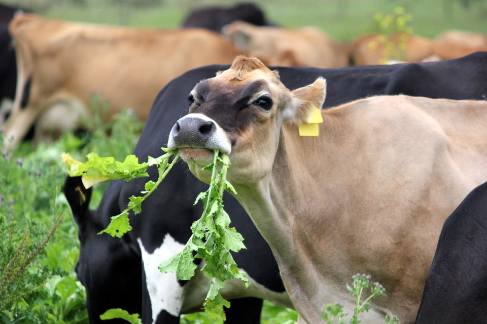 Can Cows Eat Turnip Greens