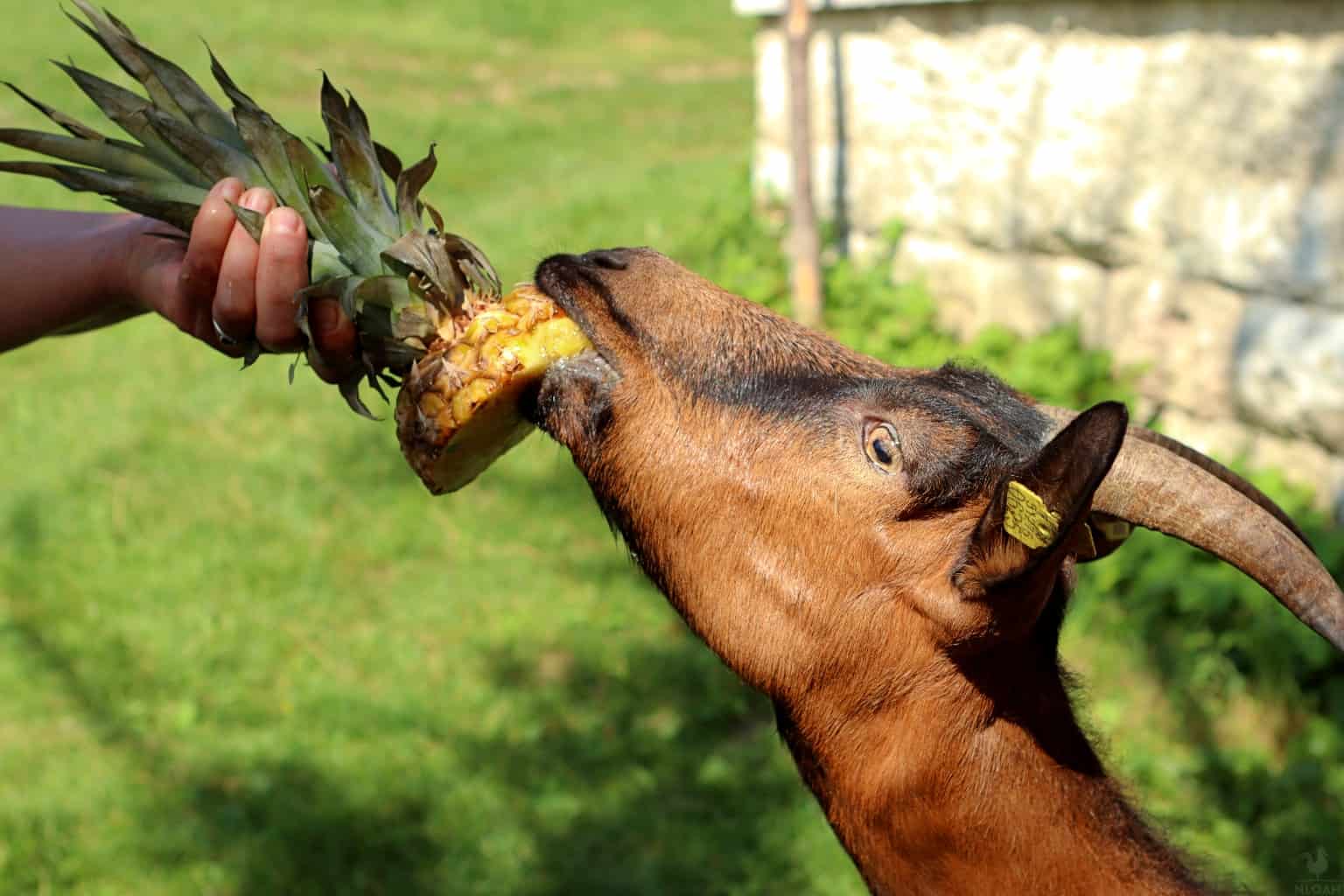 Can Deer Eat Horse Feed