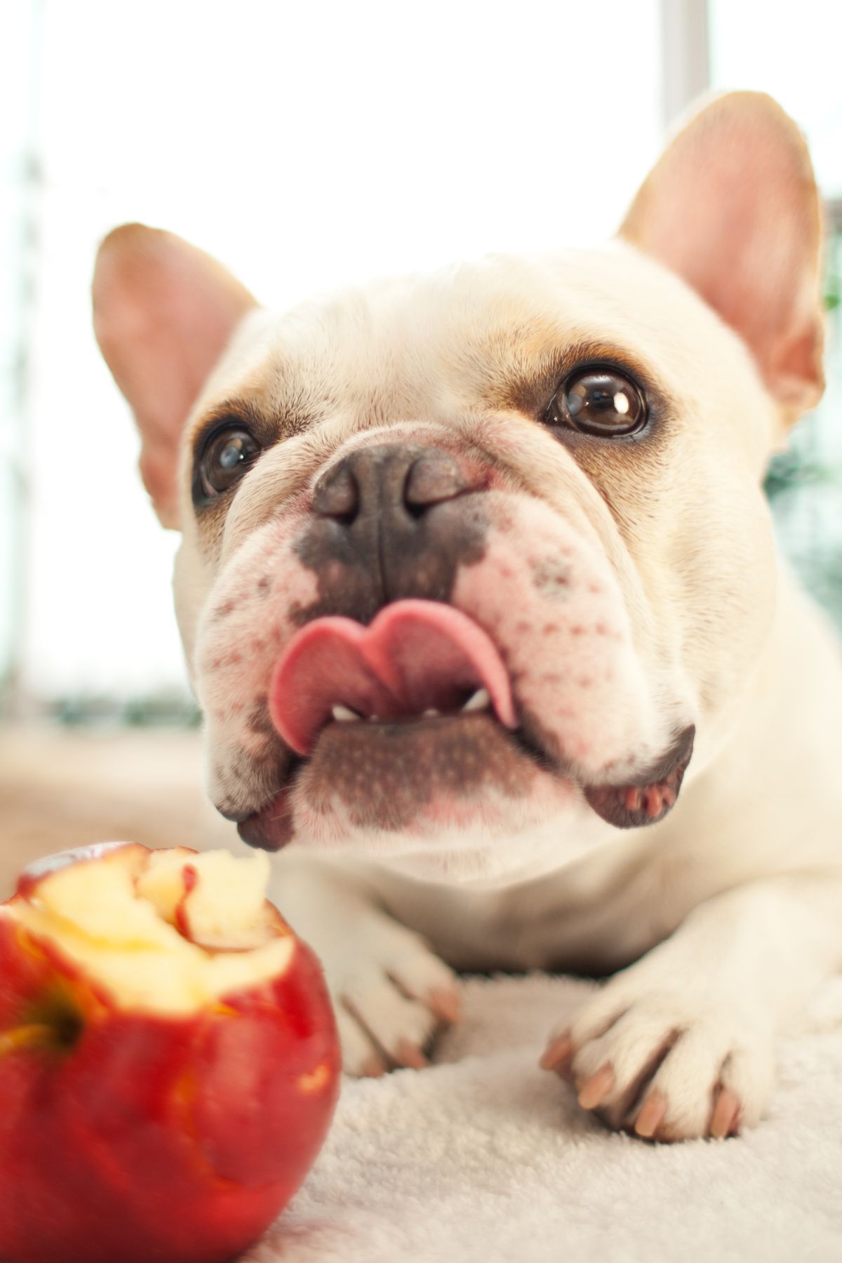 Can Dogs Eat Applesauce