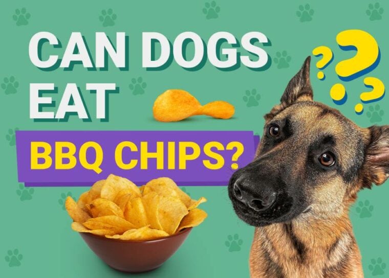 Can Dogs Eat Barbecue Chips