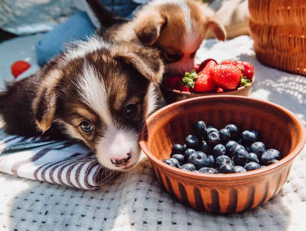 Can Dogs Eat Blueberry Yogurt