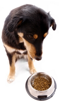 Can Dogs Eat Canned Cat Food