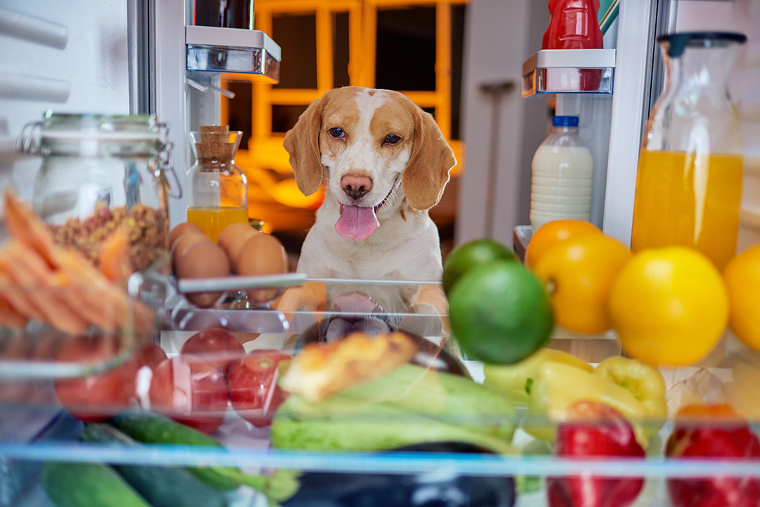 Can Dogs Eat Canned Tuna Fish