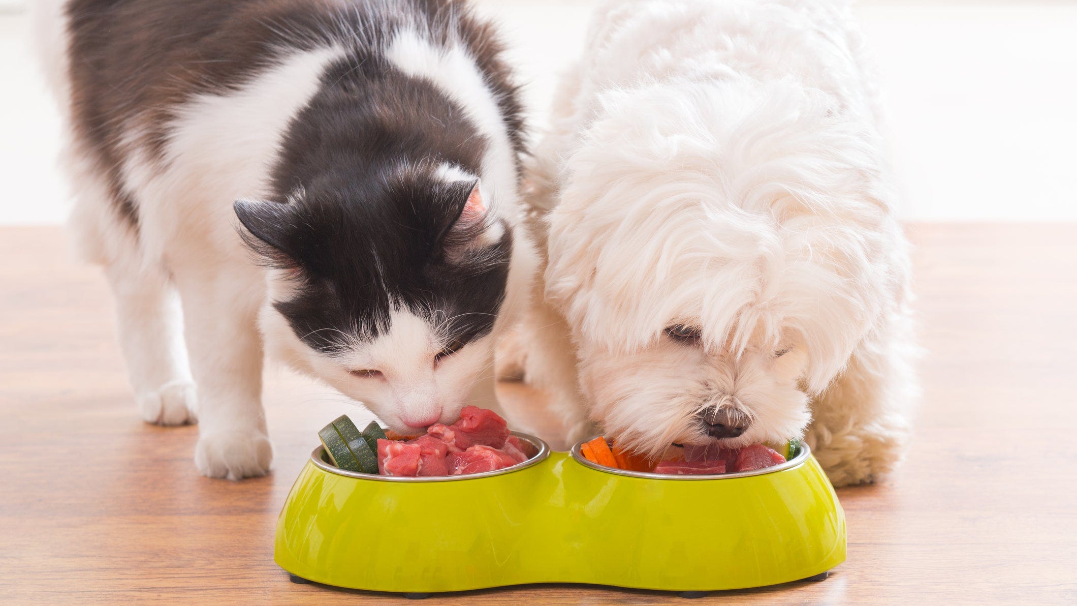 Can Dogs Eat Cat Biscuits