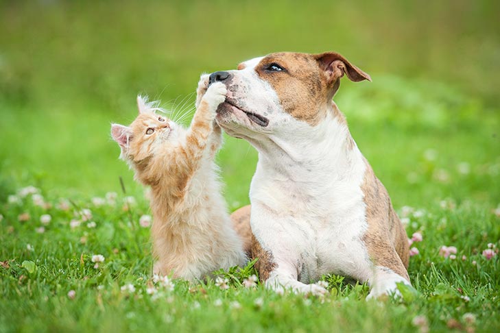 Can Dogs Eat Cat Litter