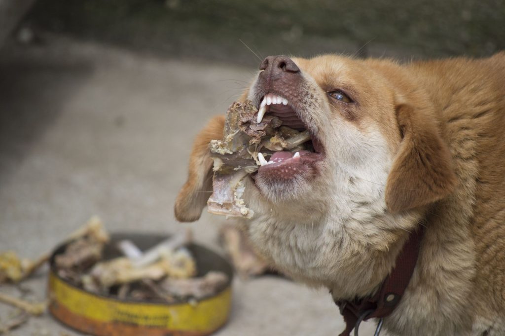 can-dogs-eat-cooked-chicken-bones-know-the-risks-and-best-practices