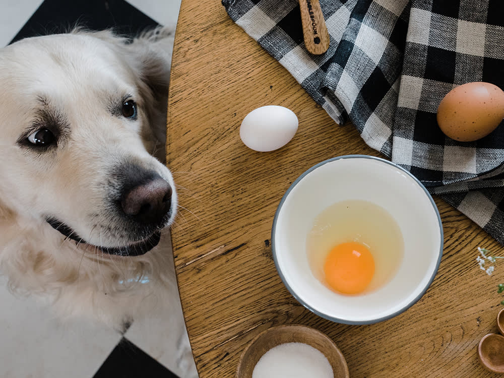 Can Dogs Eat Egg Whites