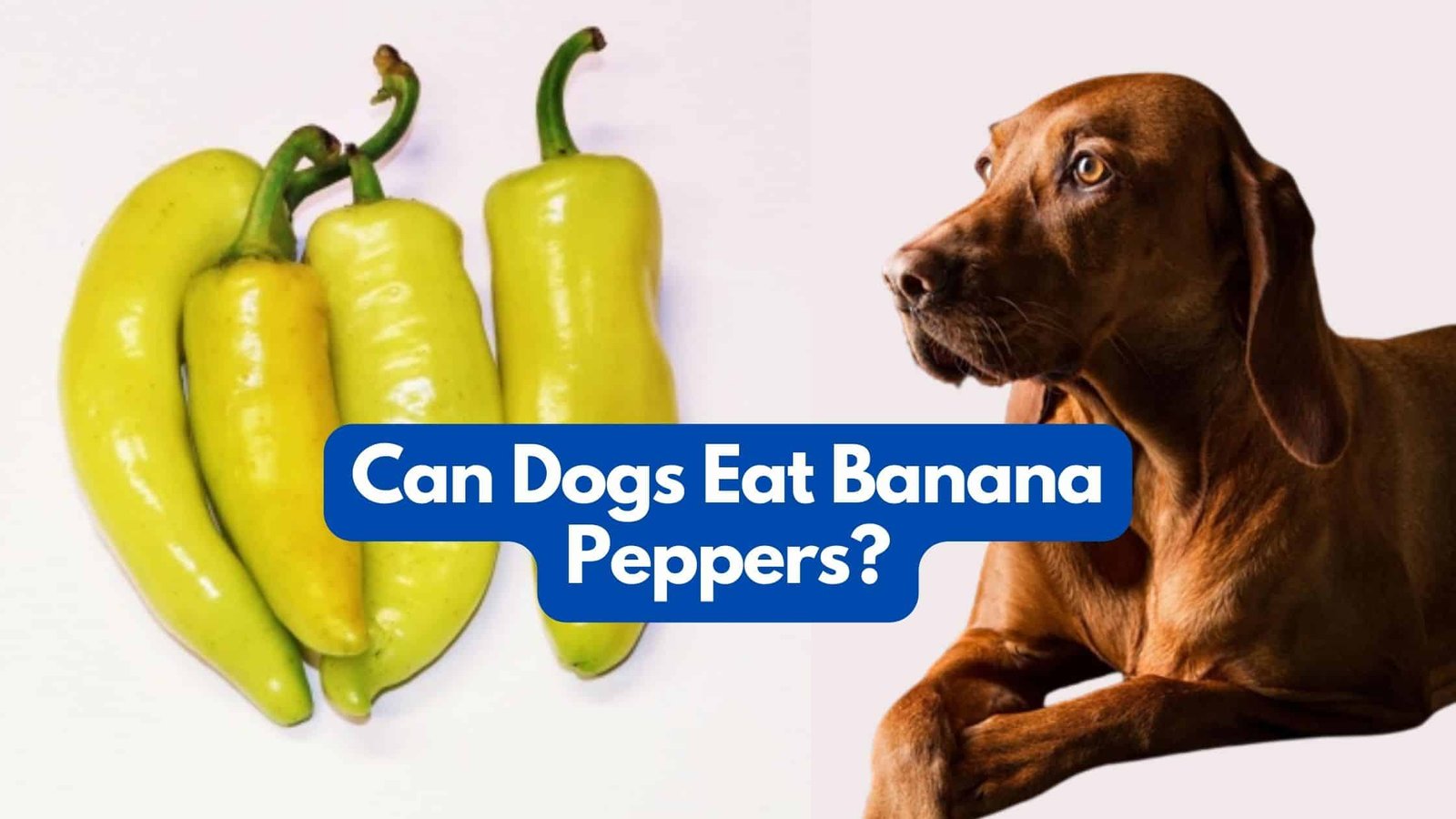 Can Dogs Eat Fried Plantains