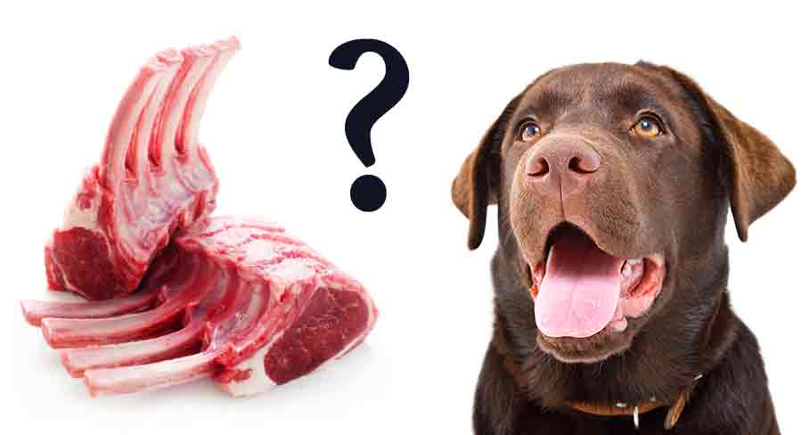 Can Dogs Eat Lamb Chop Bones? Find Out The Risks And Benefits - Vet Advises