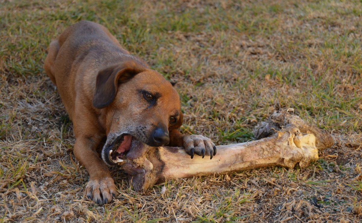 Can Dogs Eat Pork Chop Bones