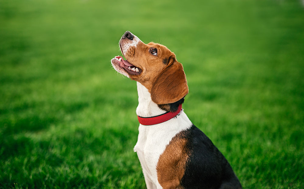 Can Dogs Eat Raw Hemp Seeds