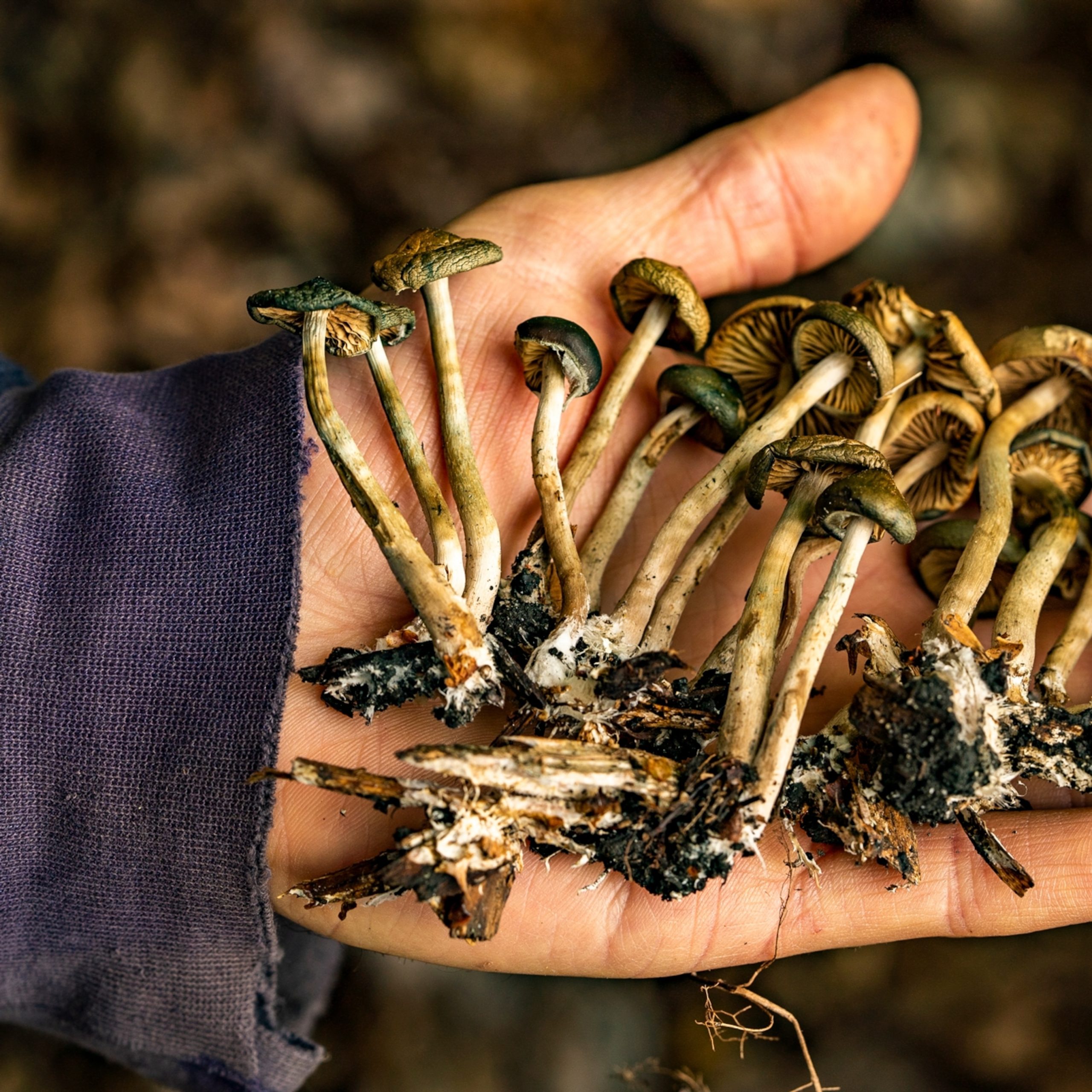 Can Dogs Eat Raw Mushrooms