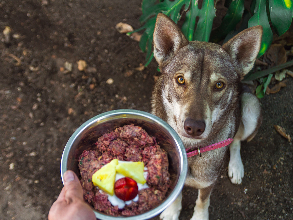 can-dogs-eat-store-bought-beef-broth-safe-or-risky-vet-advises