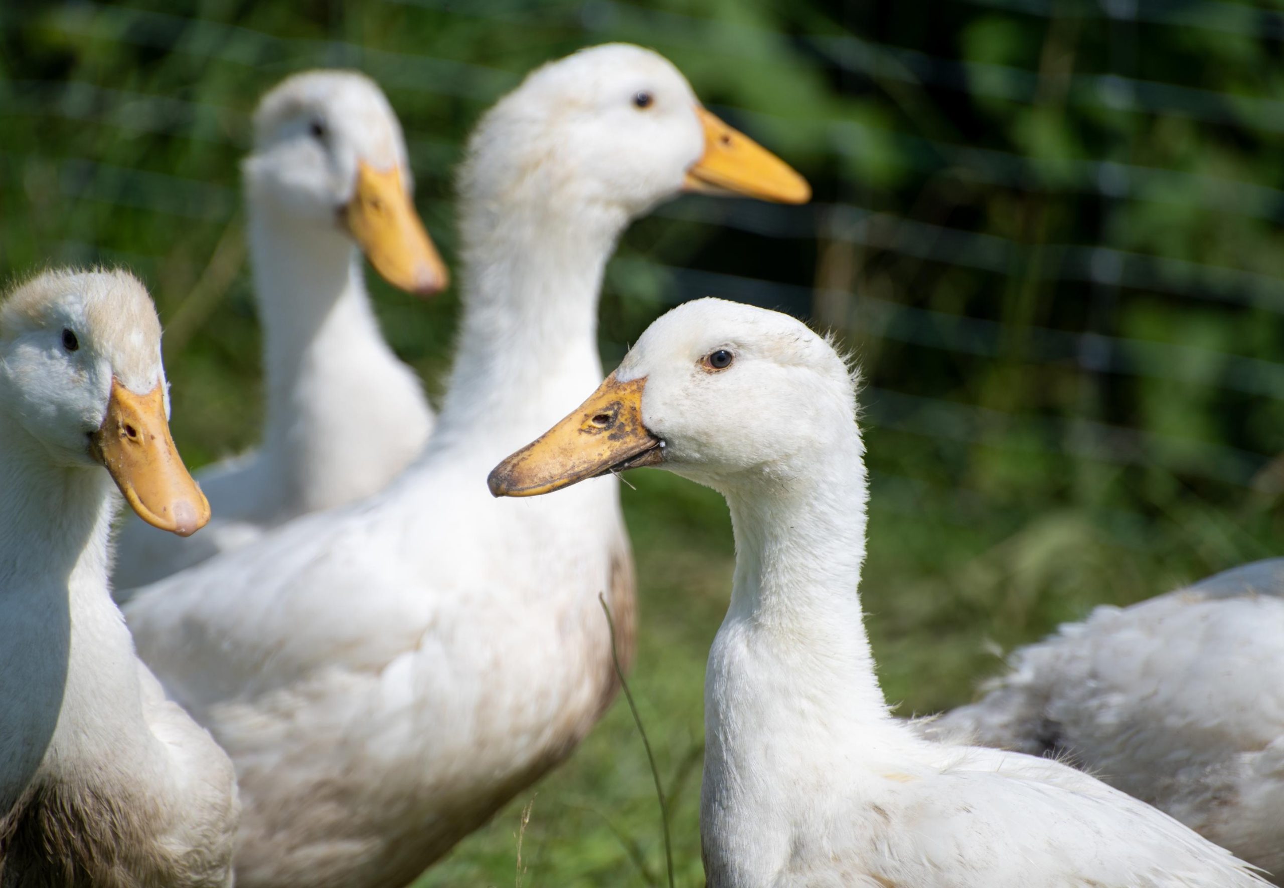 Can Ducks Eat Rabbit Food