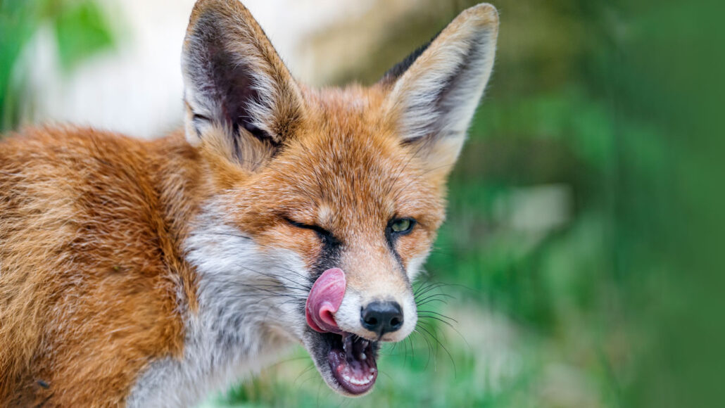 Can Foxes Eat Cat Food