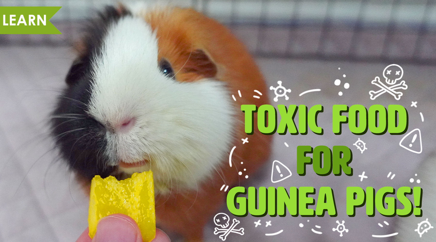 Can Guinea Pigs Eat Avocado