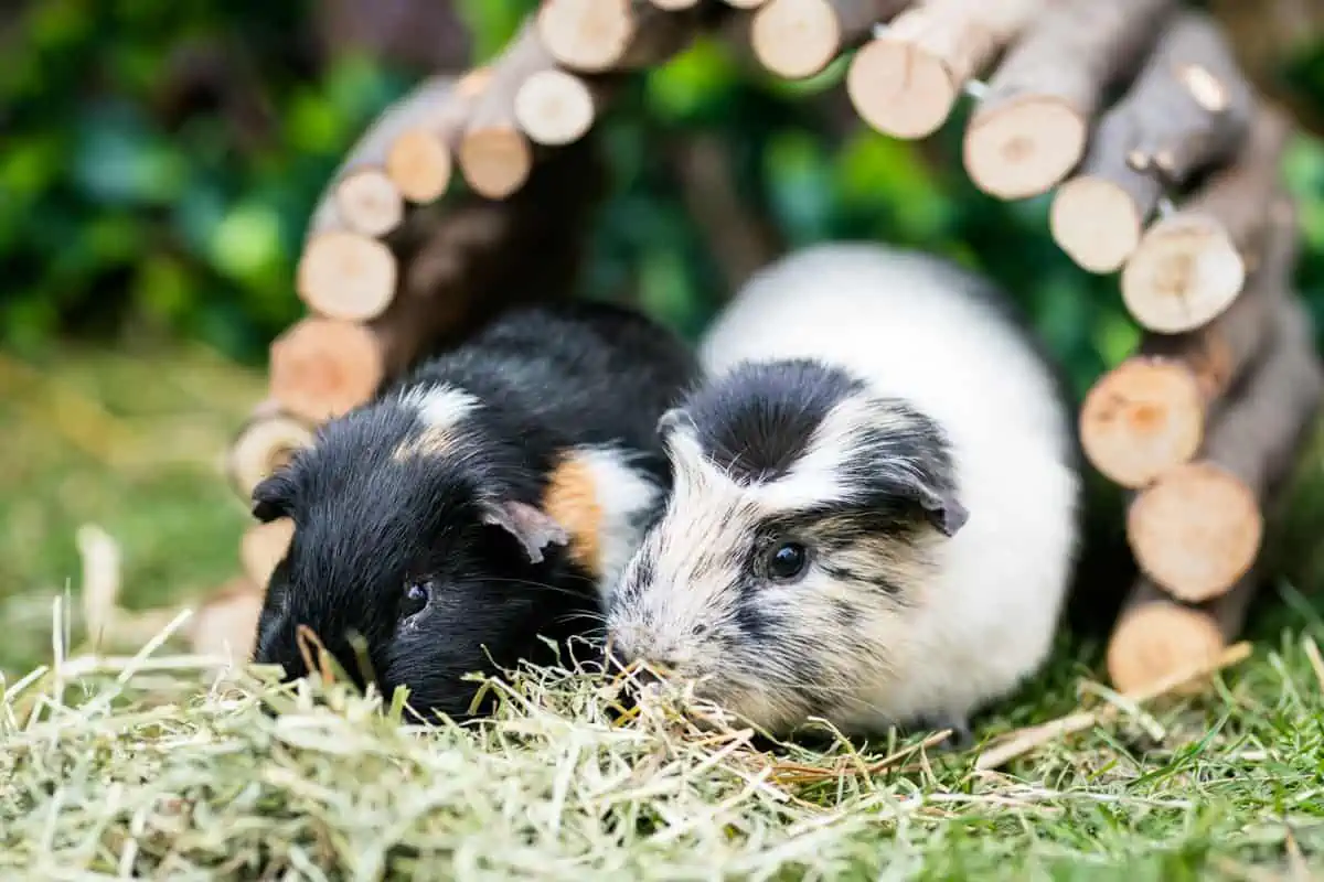 Can Guinea Pigs Eat Banana Peppers