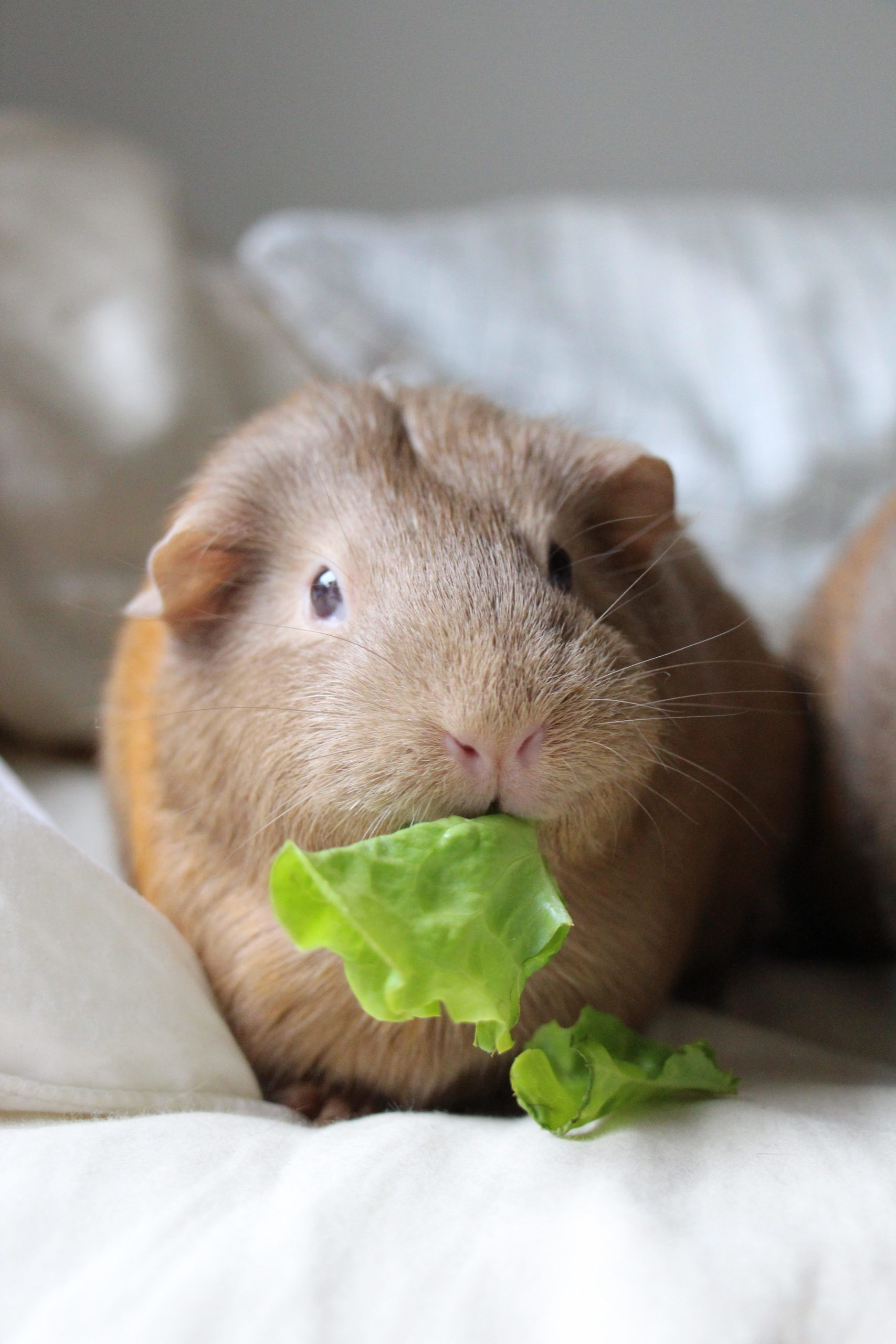 Can Guinea Pigs Eat Basil Leaves