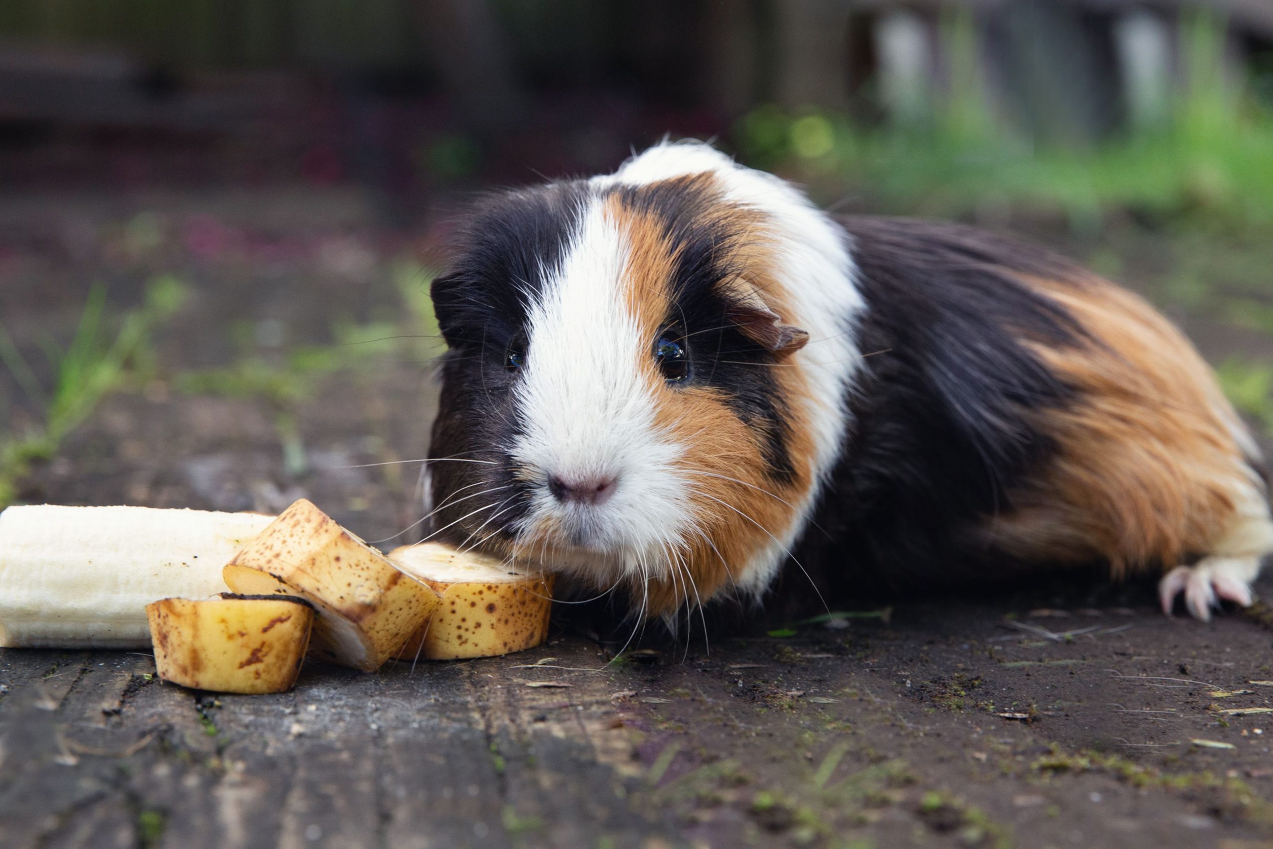 Can Guinea Pigs Eat Bok Choy