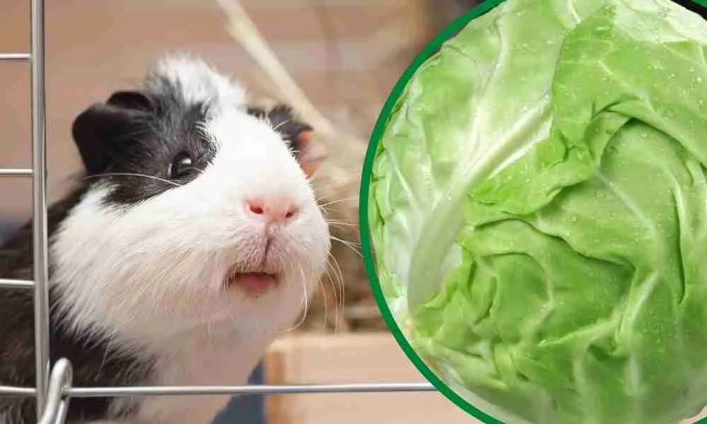 Can Guinea Pigs Eat Cabbage