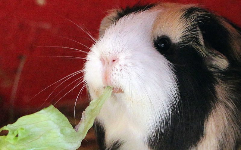 Can Guinea Pigs Eat Cantaloupe