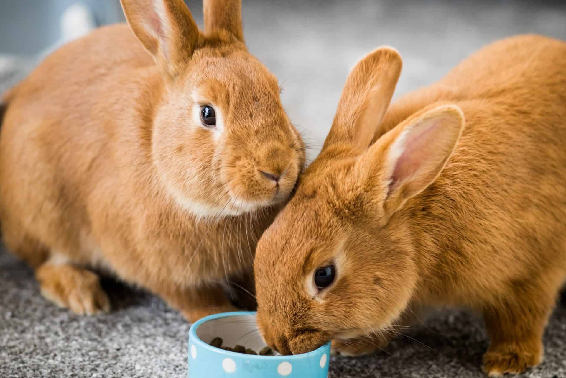 Can Guinea Pigs Eat Carrots