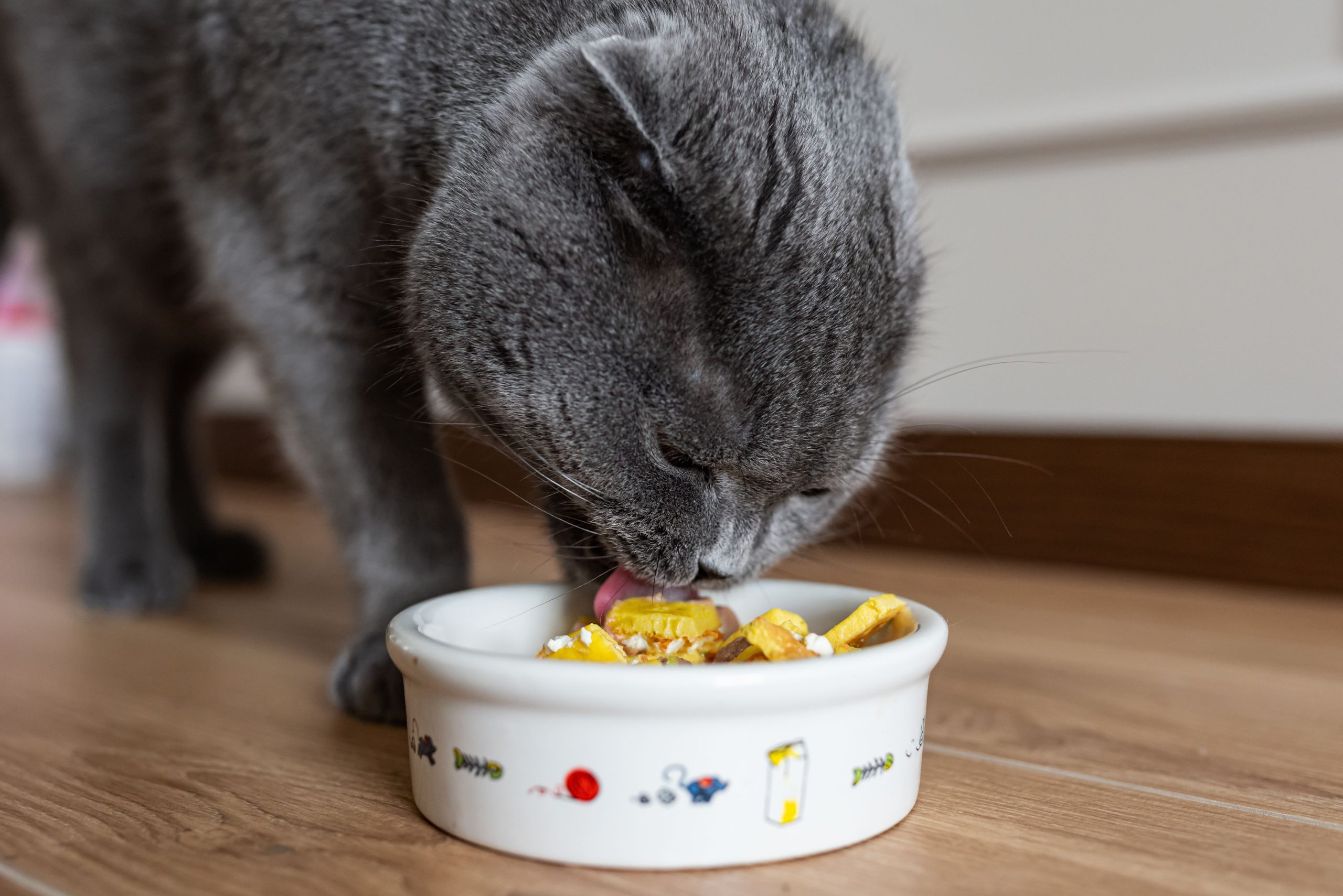 Can Guinea Pigs Eat Cat Food