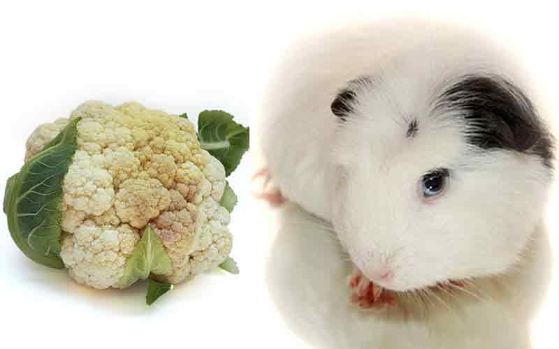 Can Guinea Pigs Eat Cauliflower