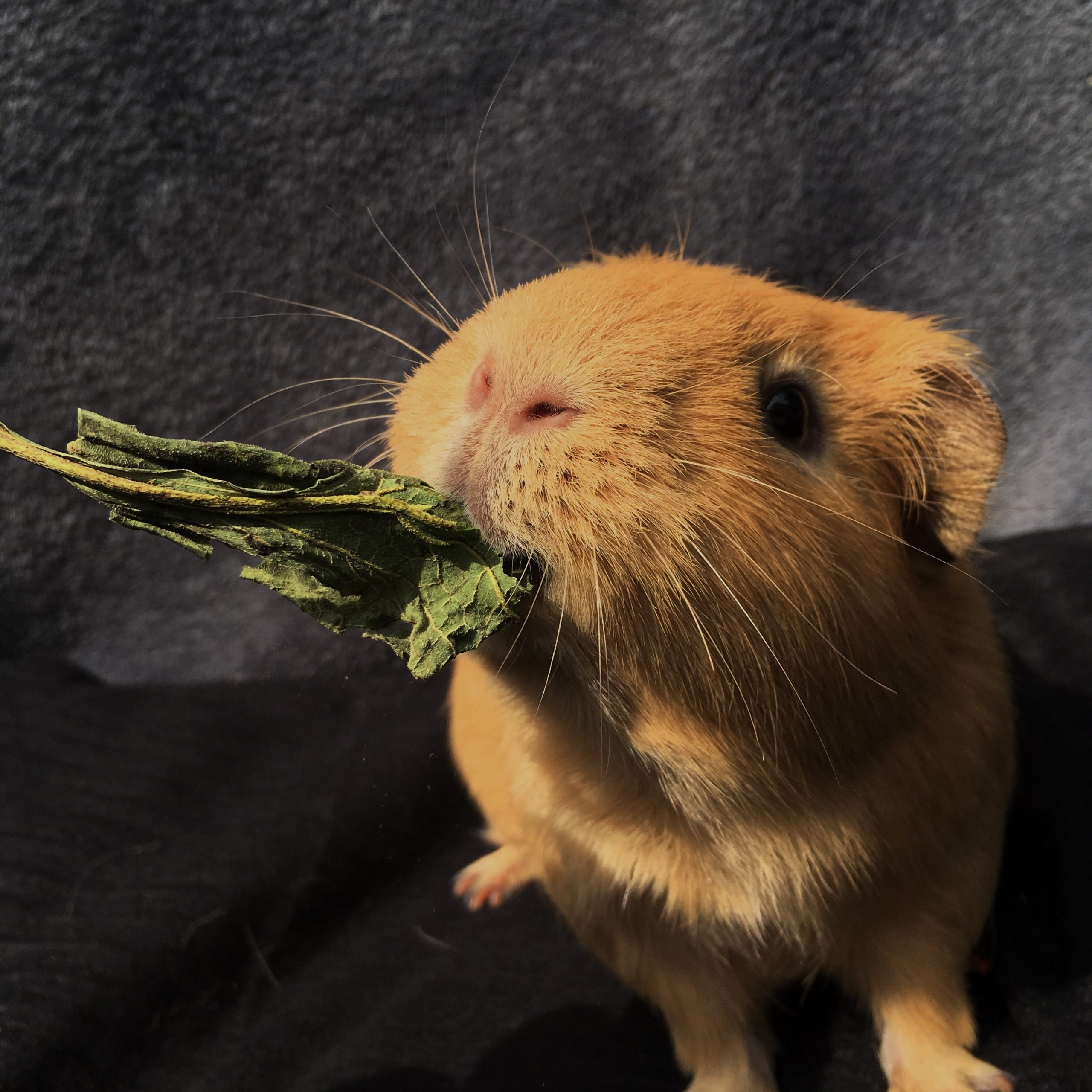 Can Guinea Pigs Eat Chamomile