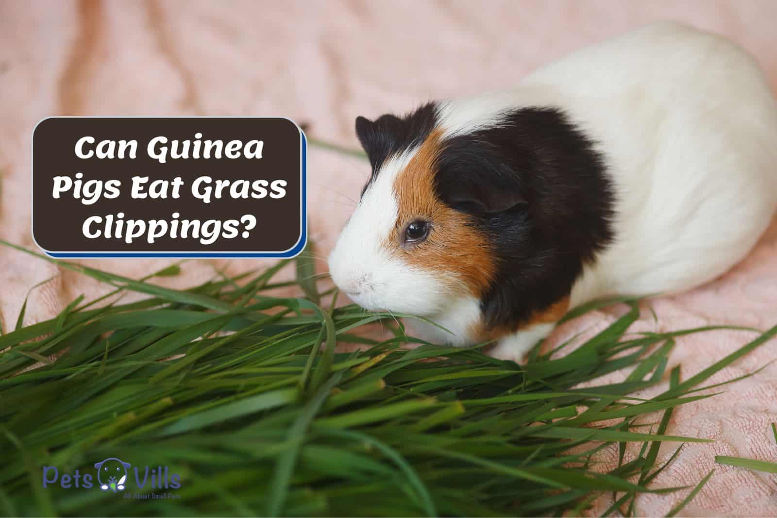 Can Guinea Pigs Eat Chicken