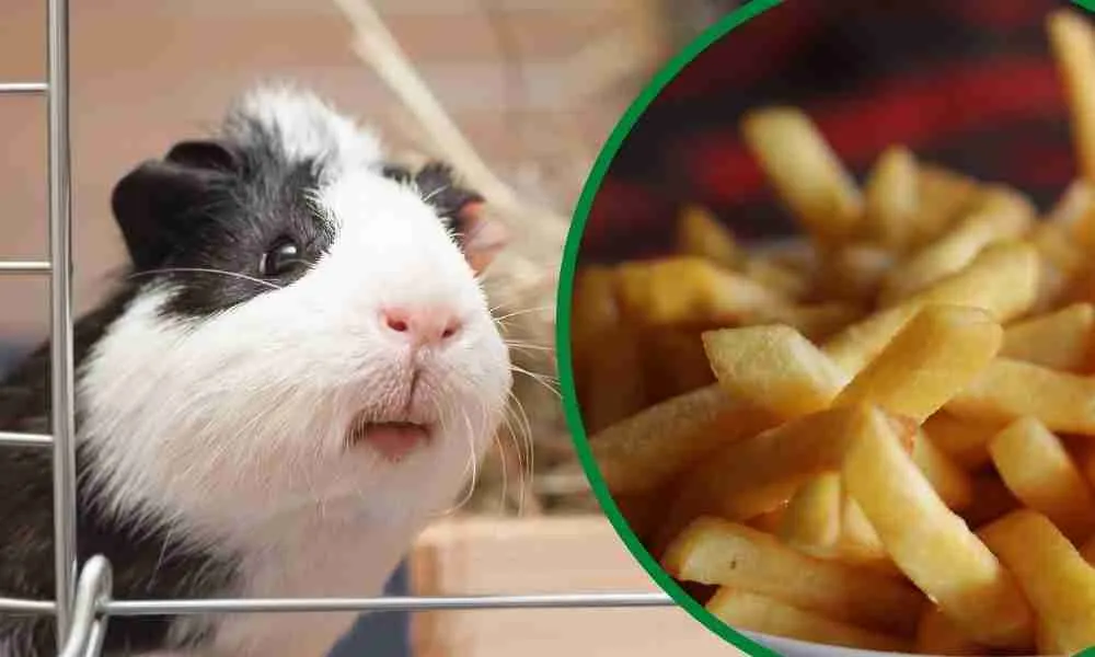 Can Guinea Pigs Eat Chips