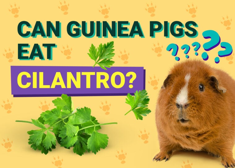 Can Guinea Pigs Eat Coriander