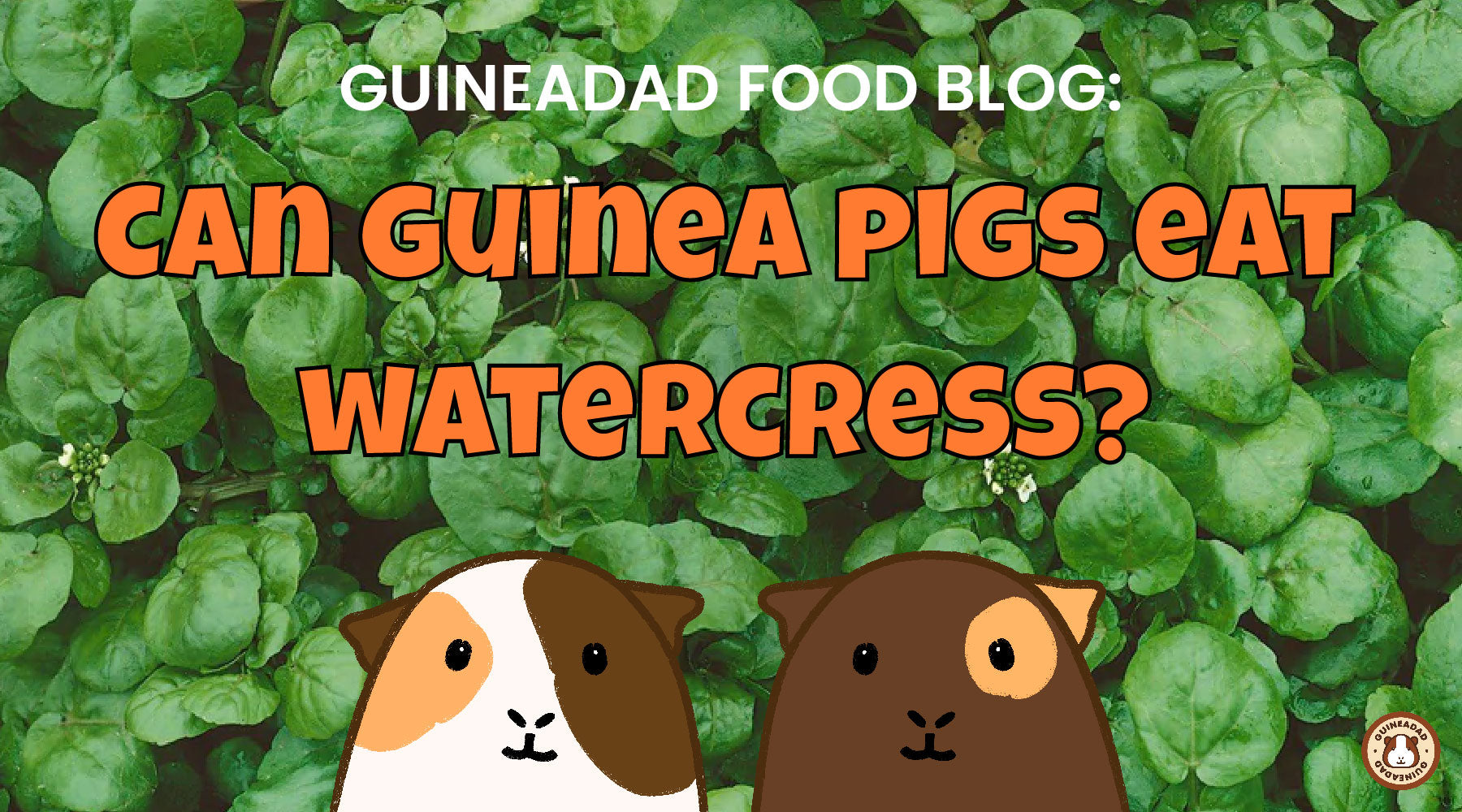 Can Guinea Pigs Eat Cress