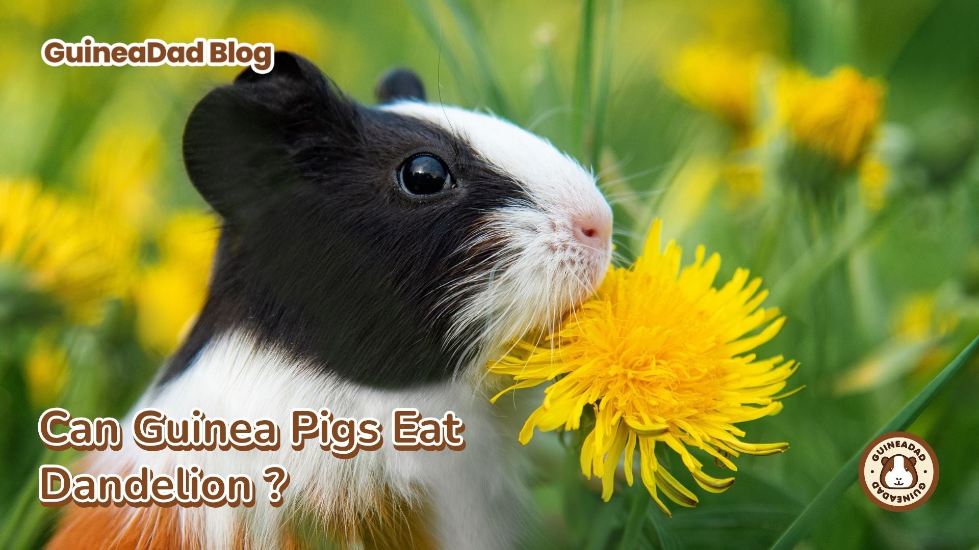 Can Guinea Pigs Eat Dandelions