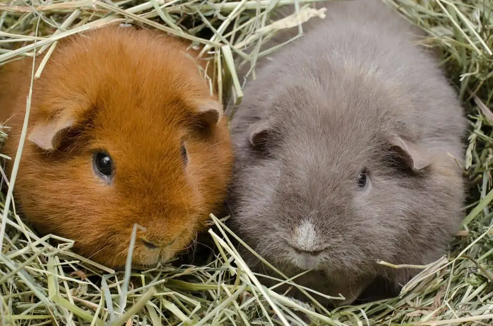 Can Guinea Pigs Eat Dog Food