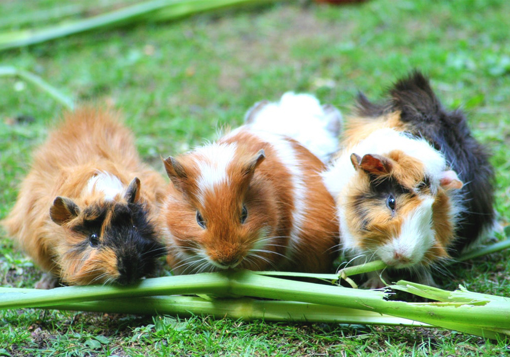 Can Guinea Pigs Eat Flowers