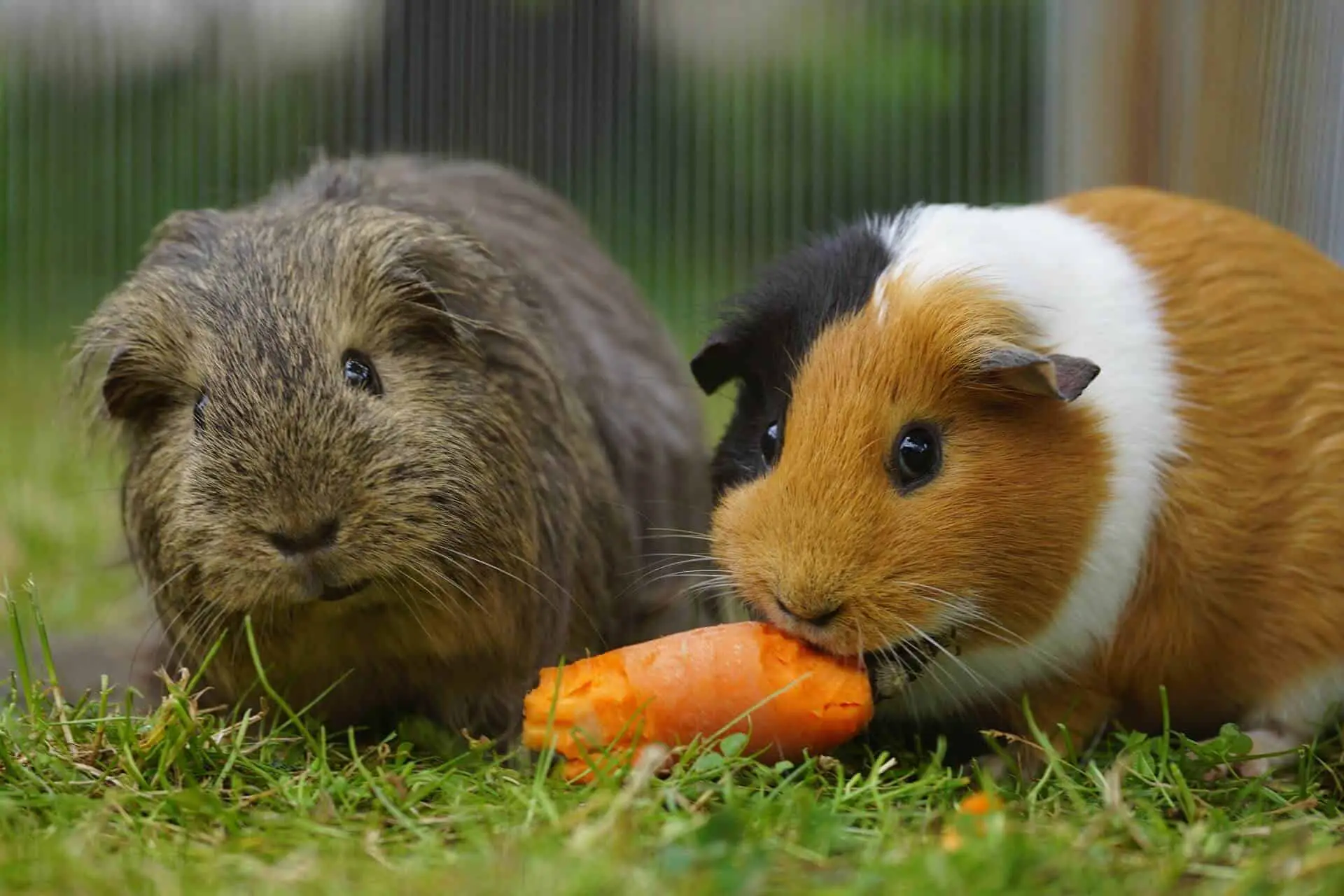 Can Guinea Pigs Eat Grapes
